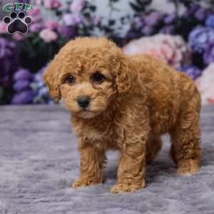 Debbie, Bich-Poo Puppy